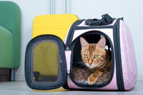 An Ultimate Guide to Pet-Friendly Travel in Hoi An (Updated 2025)